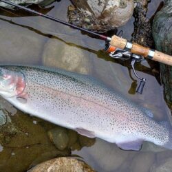 出遅れで苦戦　～天竜川ルアーフライテンカラ専用区～